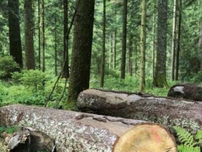 Quel type de sapin choisir ?