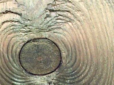 Quelle est la famille du sapin ?