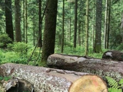 Quels sont les différents types de bois